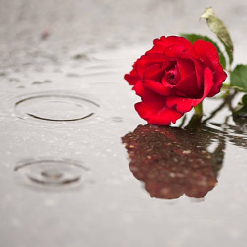 usa network online stream