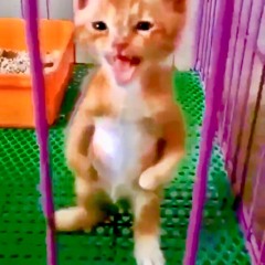 one garbage sandwich please