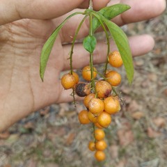 Tipe-X - Cerita Tahun Lalu .mp3