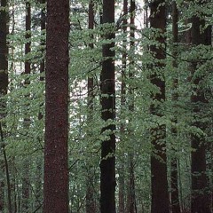 A Forest by The Cure (COVER/Backing track)