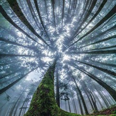 Soegaardssekten Bunker Party 5 - 10 - 2018 Night-time/Forest ( 148 - 158 BPM )