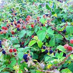 The Bear And The Spider - The Tales Of Elephance