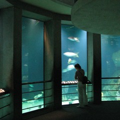 Touch Tank