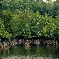 Mangrooves
