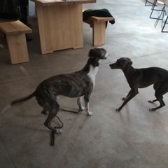 venus retrograde / Theses Berlin