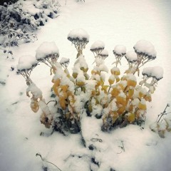Snow Bouquet (ft Bijou Basil)