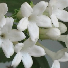 Προσμονή - Μάριος Ρέτσας