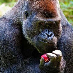 Eplalagið 2018: Yung Gorillas - Eplasósa ft. Greipfrvit