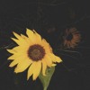 Sunflower Mp3