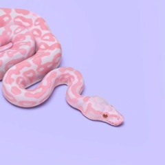 Ｃｕｔｅ Ｓｎａｋｅ
