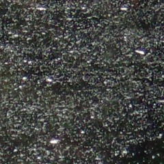 Hocus Focus 1
