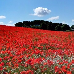 Elegy - Thalben Ball