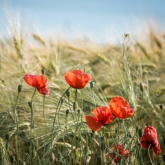 Where Once A Man Fell Down