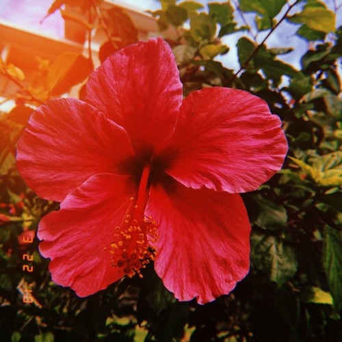 Stream episode Supermarket Flowers Ed Sheeran Cover by EC podcast