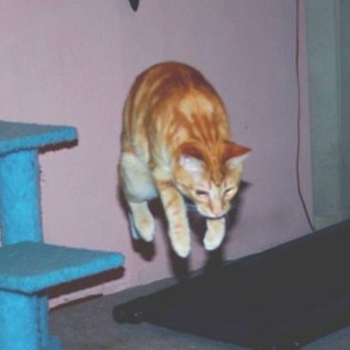 Mango Sleep