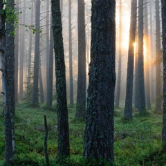 Estonian Forest