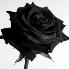 Rose ( FREE DL NOW )