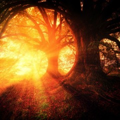 The Forest Awakens