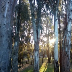 Violet Rays (Studio)