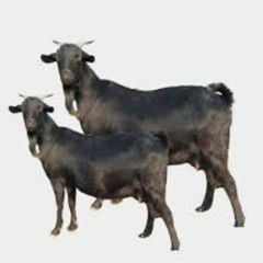 The Eli & Eli Show I