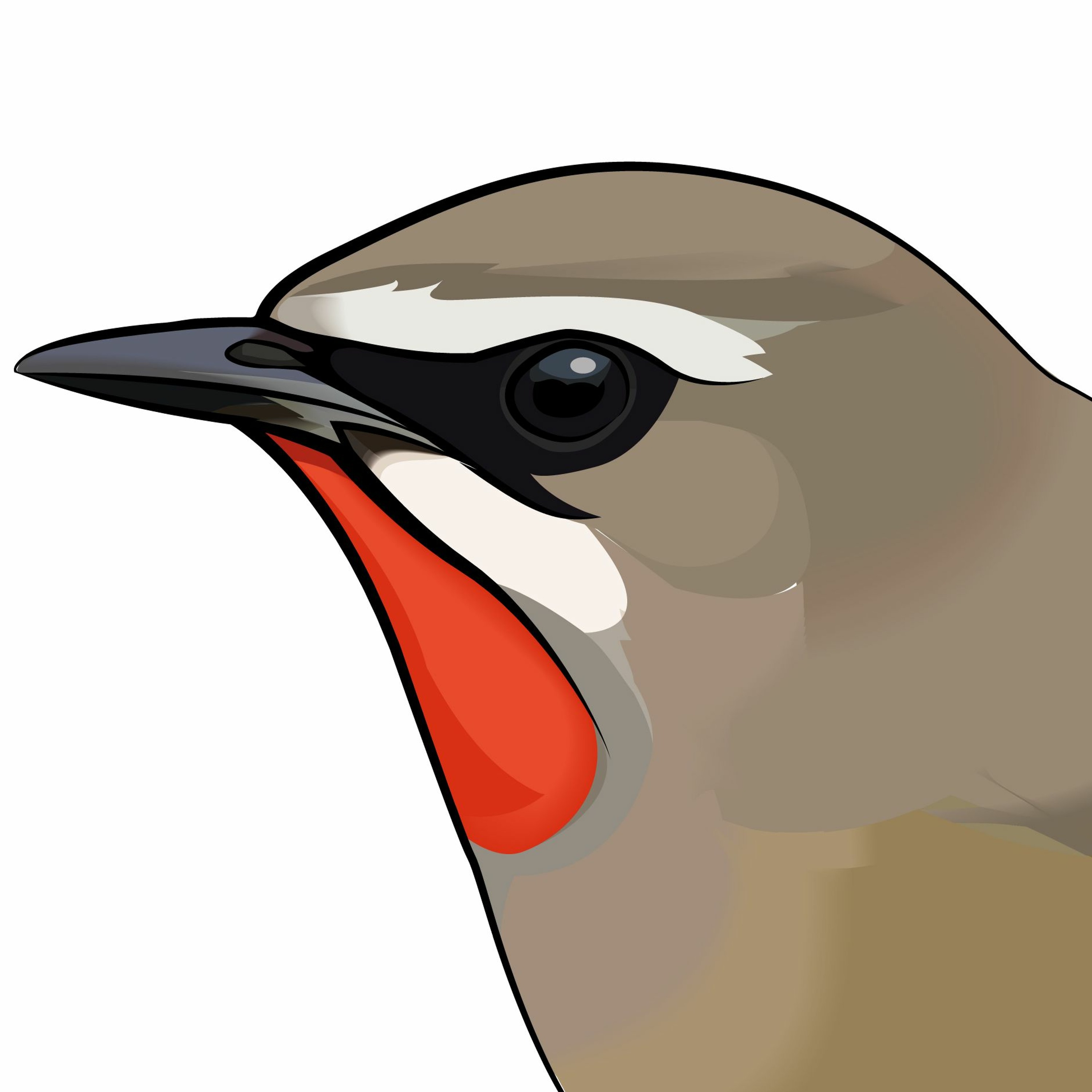 Pippipodden