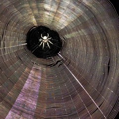 Long-Legged Spinners