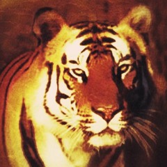 Mr mArple - bengaltiger - live set