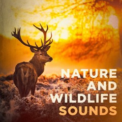 Nature and wildlife sounds