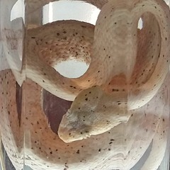 Atmosfera experimental