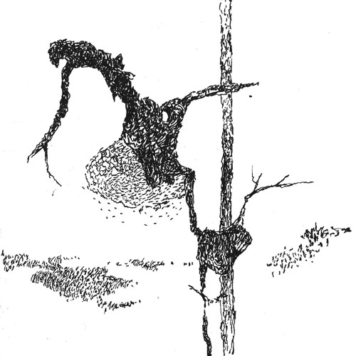 Animus 3