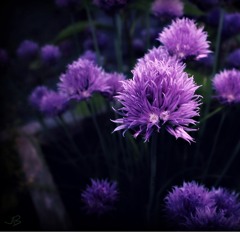 Adventures Of A Nightgirl (Dean Karamesinis & Bernie )