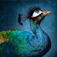 Tolga Diga - Night Safari