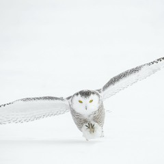 Flight Of The Snow Owl