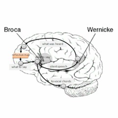 Binaural Voice First Broca-Wernicke Brain Stimulation Experiment