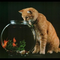 You Gave A Cat I Had A Fish