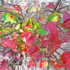 wildflowers