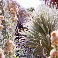 Spectrum Formosus 2018 - live set