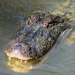 Alligator