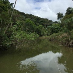 SAPOS noite. FAZENDA SAO JOAO