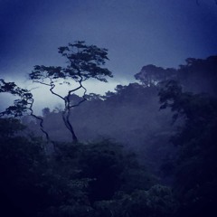 Soundcard Brasil #2 . Night Stand. Chant des Grillons