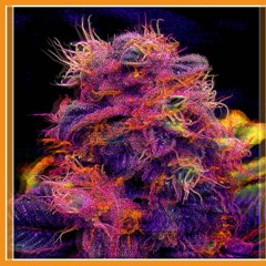 Double Tarte À La Myrtille