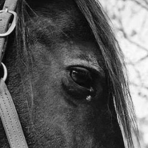 دَارِي يا قَلبِي بدون موسيقى | حمزة نمرة