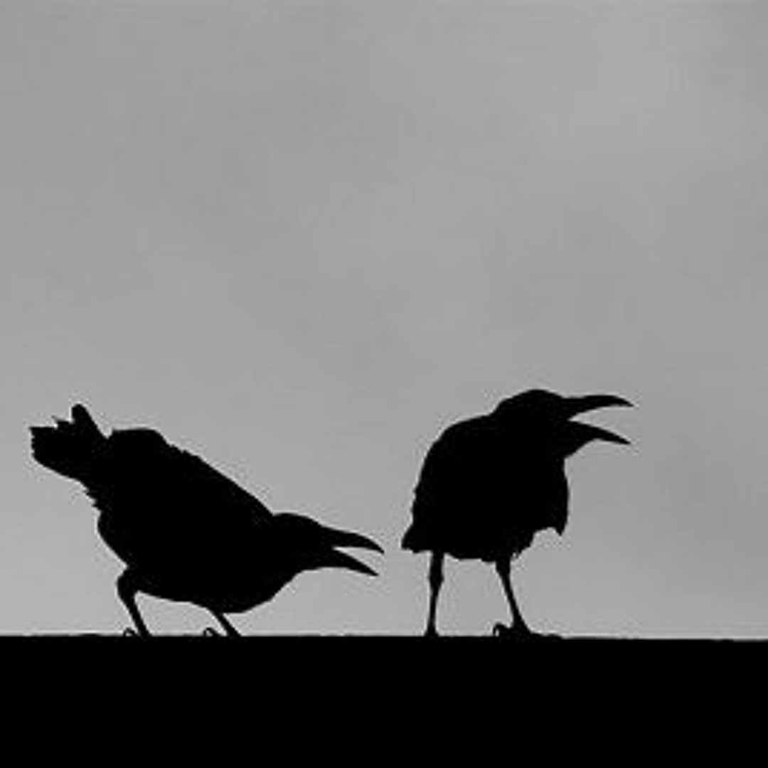 Evermore! Ravens in Northern Arizona KNAU