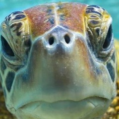 Tirial - Turtle Station 160
