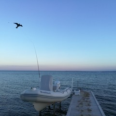 Birdcontrol by the Sea