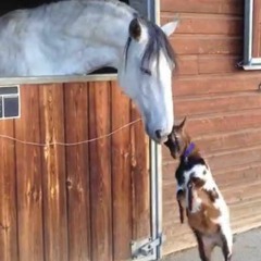 Dippy Head (Prod. Lex Paul)