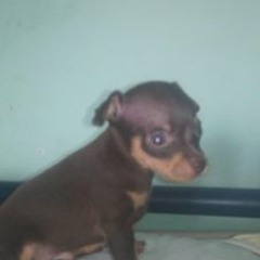 [No AU] Megalo My Dog {v2}