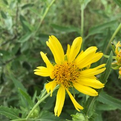 French Montana-unforgettable [trap remix]