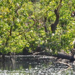 hello! bummer (prod. zeeky)