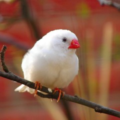 Finch Java Bird Vs Canary sounds